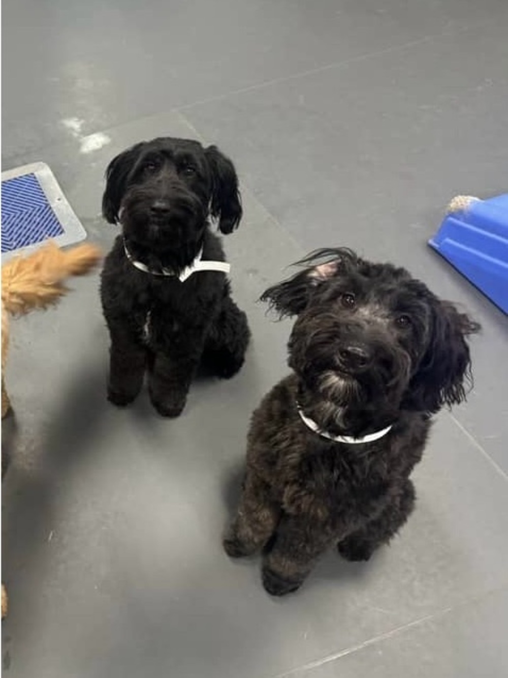 Mystery bundle - Labradoodles Support for Active Dogs - Picture 2 of 3